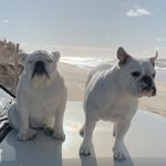 bulldogholly profile picture