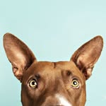 bully.baloo profile picture
