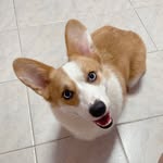bulu_corgi_bululu profile picture