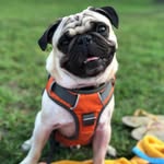 bumbathepug profile picture