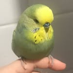 bumbiis_budgie profile picture