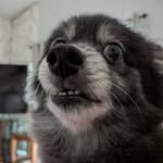 bumbithejznoodledr profile picture