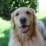 bumblebeethegolden profile picture