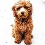 bundleofbo profile picture