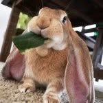 bunloafable profile picture