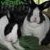 bunniesbuddy profile picture