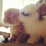 bunnymama profile picture