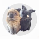 bunnymelv profile picture