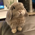 bunnynamedbentley profile picture