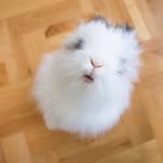 bunnypigi profile picture