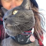 buoythecat profile picture