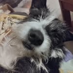 burletroland396 profile picture