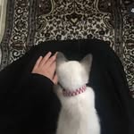 bushh_fx profile picture