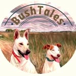 bushtales profile picture