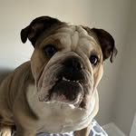 busterbrownbully profile picture
