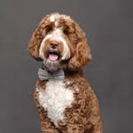 bustergrammm profile picture