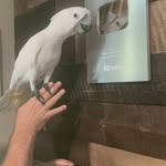 busterthecockatoo1 profile picture
