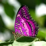 butterflies__lover profile picture
