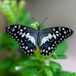 butterflify profile picture