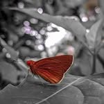 butterfly_xinsta profile picture