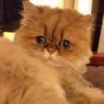 butters_official profile picture