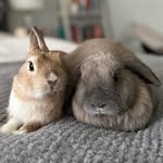 butterycups profile picture