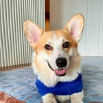 buttonscorgi_ profile picture