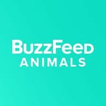 buzzfeedanimals profile picture