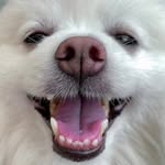 buzz_spitz profile picture