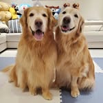 bz_golden profile picture