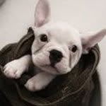 c_botelho.claudio profile picture