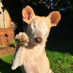 cabotheblinddoggo profile picture