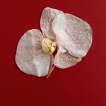 cacaopinashoes profile picture