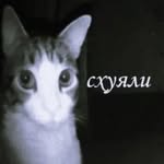 cacupuchino profile picture