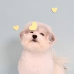 caicosncream profile picture