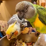 cairo_thetiel profile picture