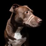 caitlyn_the_dog profile picture