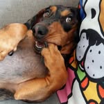 cakeecacaudachs profile picture