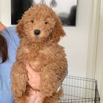 calafatfamily profile picture