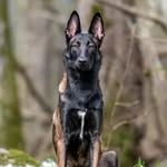 cali.maligator profile picture