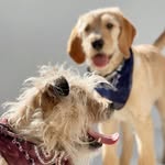 cali_and_buddyboy profile picture