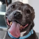 calistathepitbull profile picture