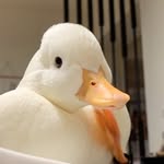 callduck_dandan profile picture