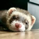 calvinfurao profile picture