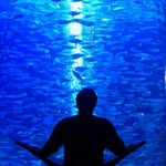 calvinlewispinto profile picture