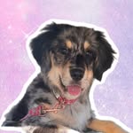 calypso_the_golden_aussie profile picture