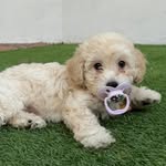 calypsothemaltipoo profile picture