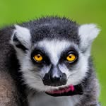 cameralynnsphotography profile picture
