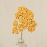 camilagh_ profile picture