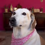 camomila_caramela profile picture
